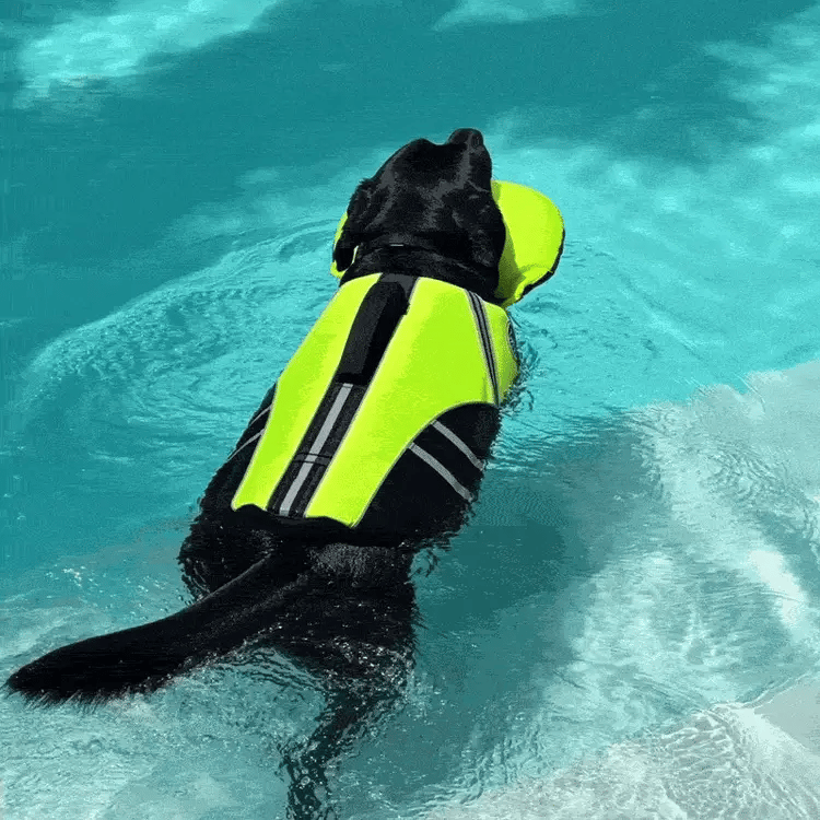 STOP SECOND-GUESSING EVERY TIME YOUR DOG HITS THE WATER.