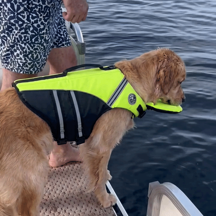 DIVE IN — THEY'RE READY